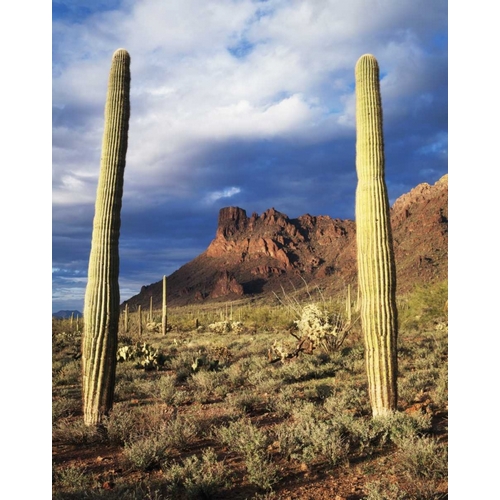 Arizona, Saguaro Cacti in Organ Pipe Cactus NM